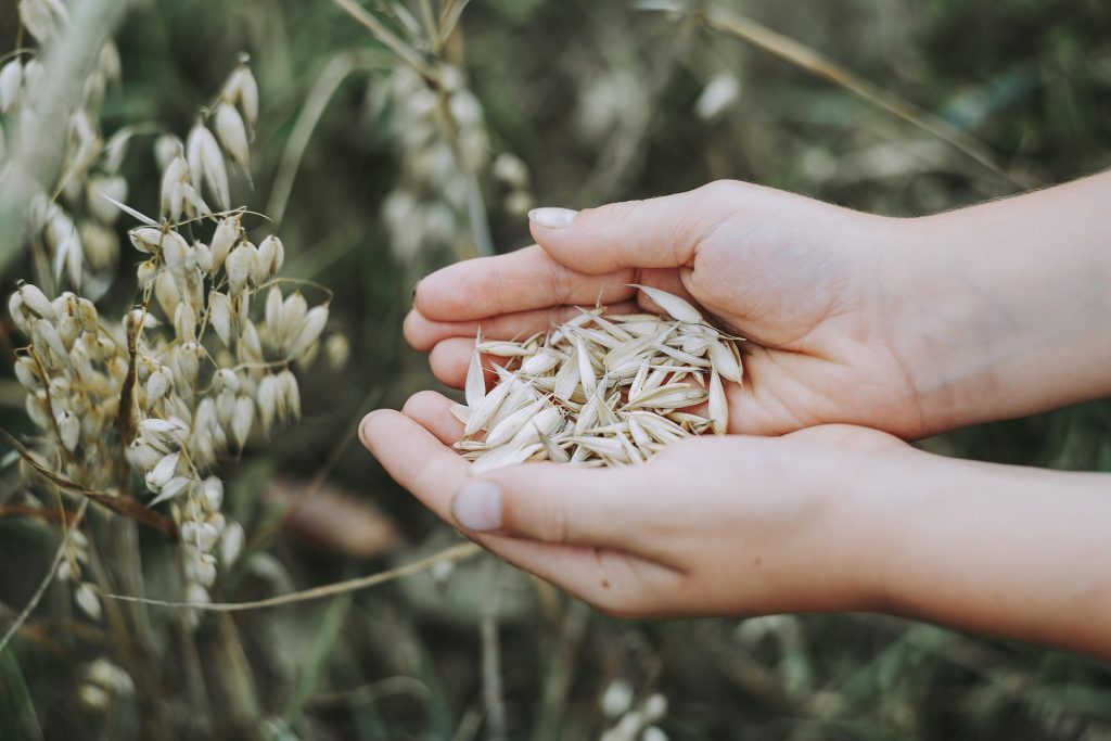Recetas con Avena para Adelgazar: 8 Ideas Saludables y Saciantes