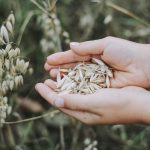 Recetas con Avena para Adelgazar: 8 Ideas Saludables y Saciantes